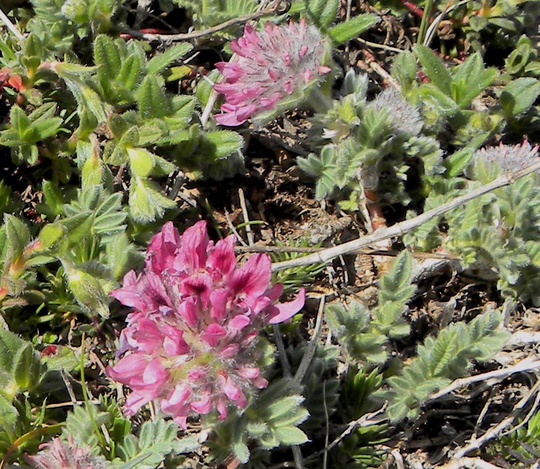 Anthyllis montana